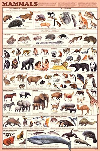 (24x36) Плакат с научно-образователна маса бозайници