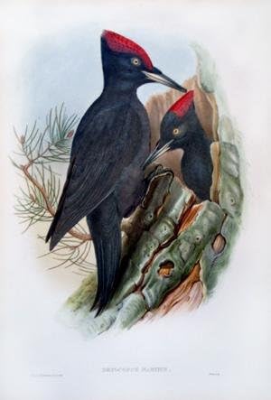 Dryocopus Martius (Голям черен кълвач)