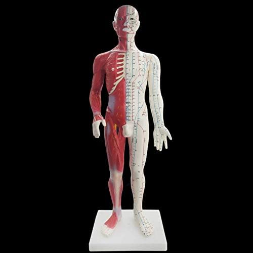 26,3 Инча Наполовина Анатомия на мускулите на Половината Модел Акупунктурной точка на Меридиана Модел на Човешката