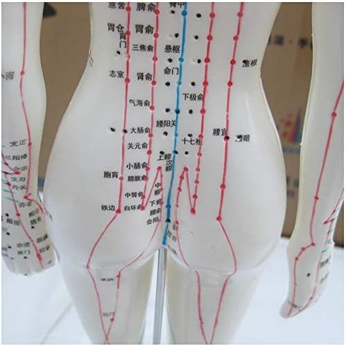 KH66ZKY Модел на Акупунктурни точки на Човека Китайска Медицина за Масаж на тялото Дванадесет Меридиани Обгаряне