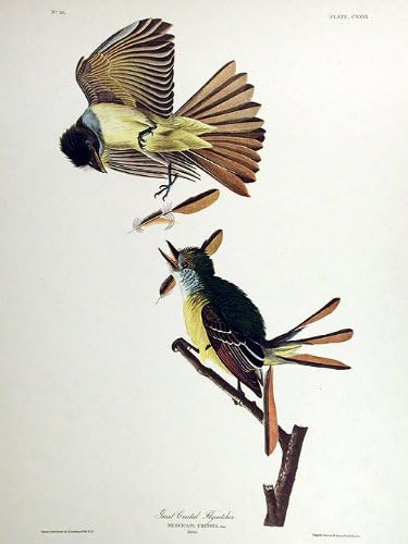 Великолепна гребенест мухоловка. От Птиците на Америка (Амстердамское издание)