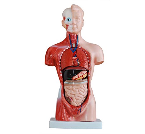 Тялото на 26 см, 15 Части, Анотомическая Модел на Човек